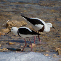 Banded Stilt